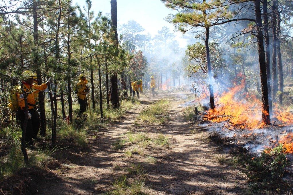 Registra Coahuila 14 incendios forestales en últimos tres meses