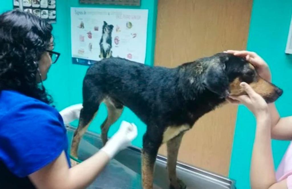 Adopta 'El Bronco' a perro que 'cuidó' a su dueño atropellado