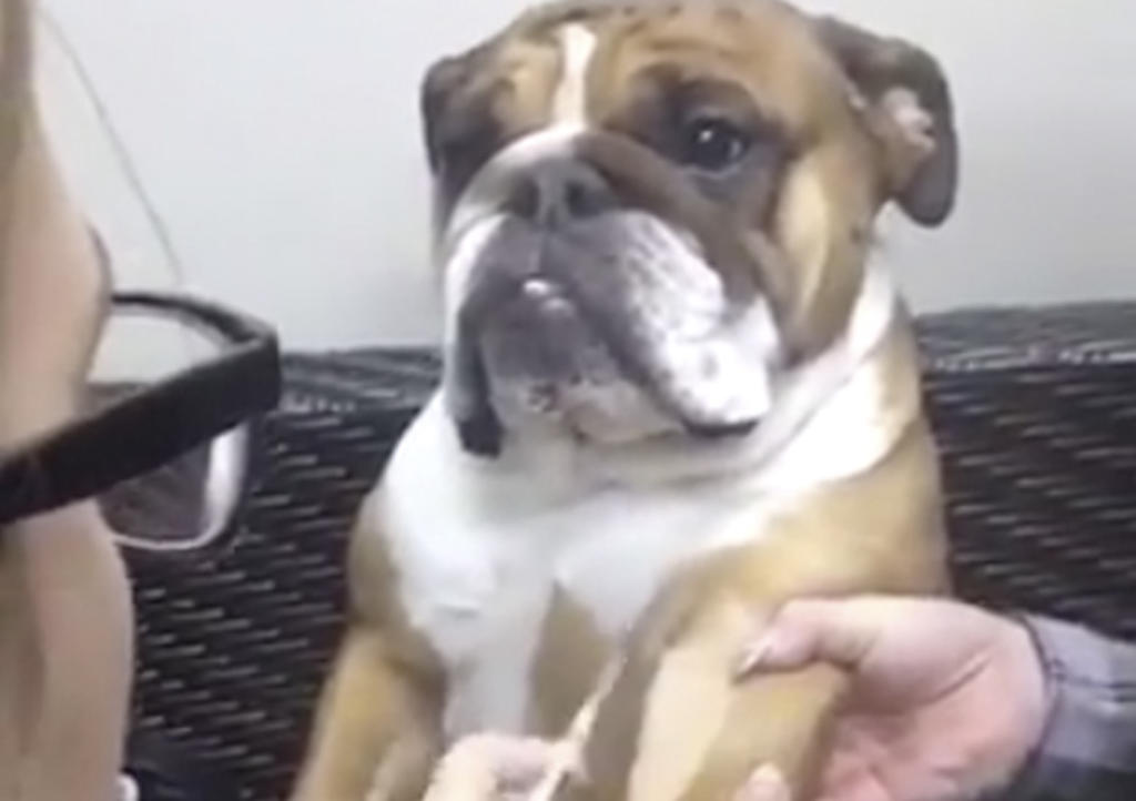 Valiente bulldog se hace viral al recibir inyecciones