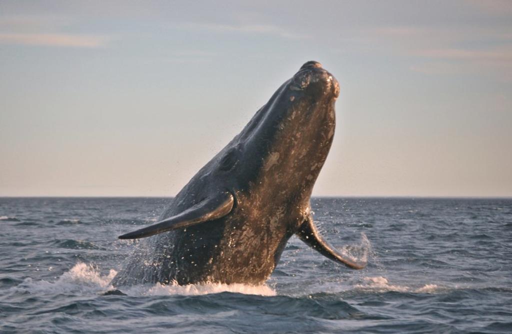 Ballenas de Bryde, en peligro de extinción en Golfo de México