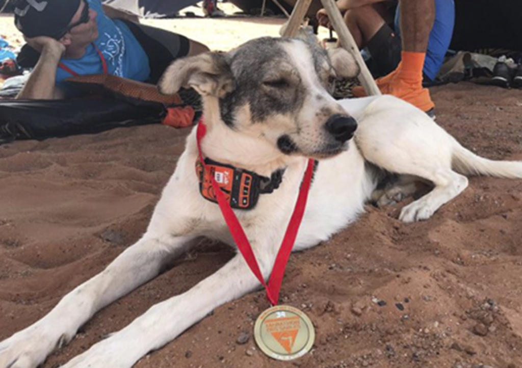 VIRAL: Cactus, el perro que recorrió 33 km en el Sáhara