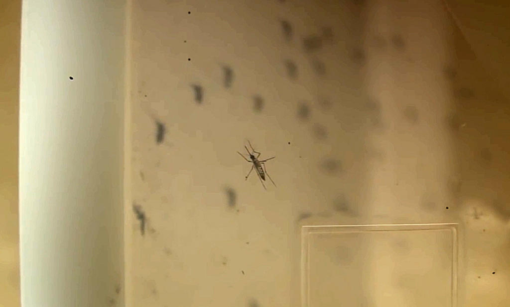 Se registra primer caso de dengue en Coahuila