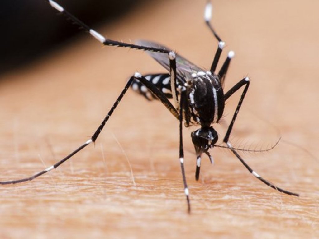 Reportan 322 mil casos de dengue en Brasil