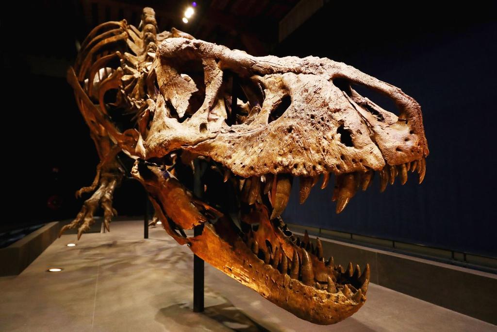 Desconcierto por la venta en internet del esqueleto de un dinosaurio