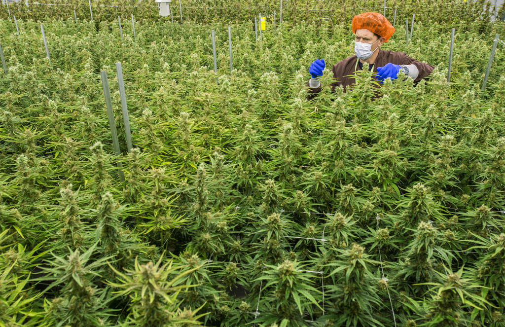 Empresas de marihuana esperan legalización para acuerdo multimillonario