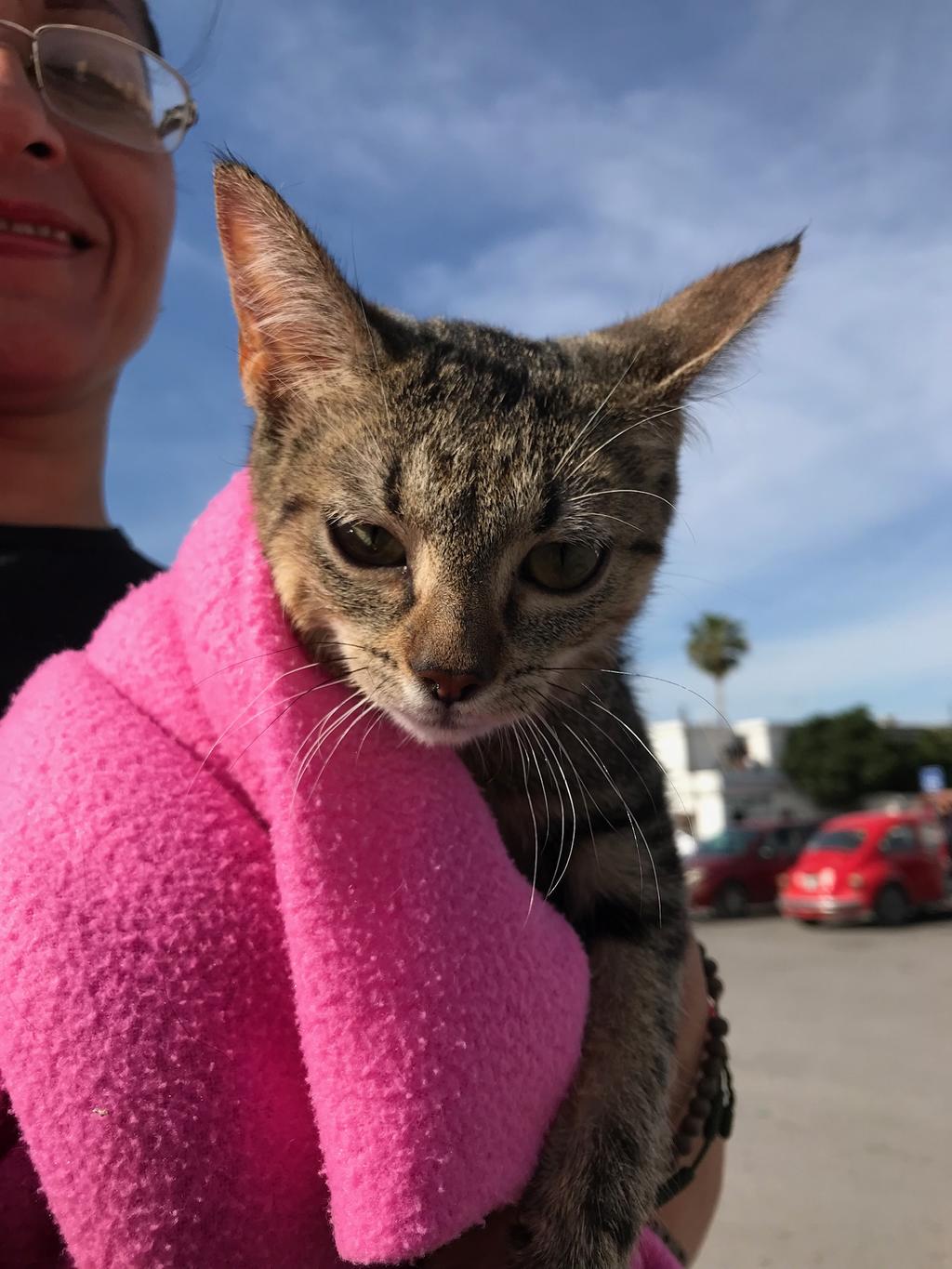 Realizarán en Monclova CatFest para dar en adopción gatos rescatados