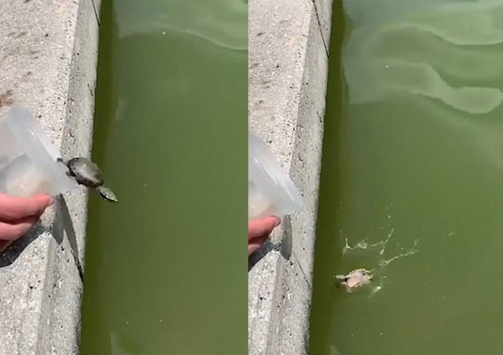 VIRAL: Liberan a tortuga pero pez se la come