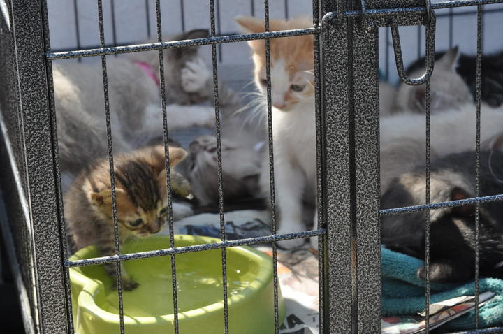 Adoptan en 3 horas a 25 gatitos