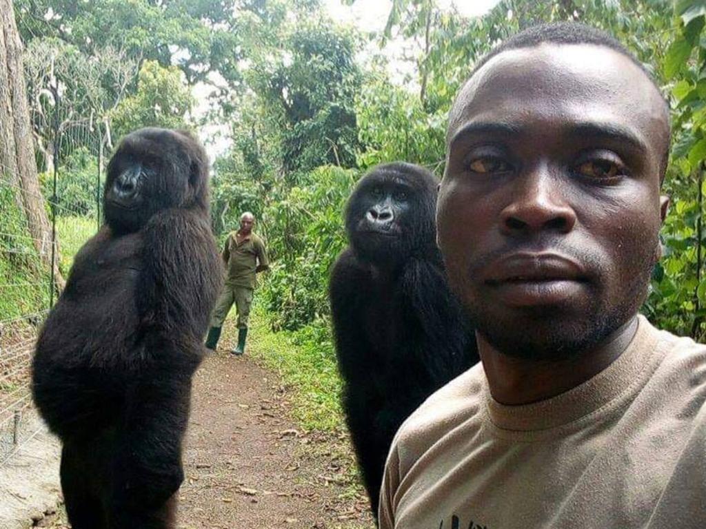 Gorilas posan junto a Rangers en curiosa selfie