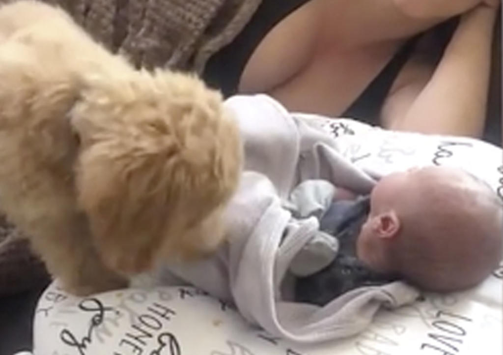 Cachorro cubre a recién nacido con manta y enamora a la red