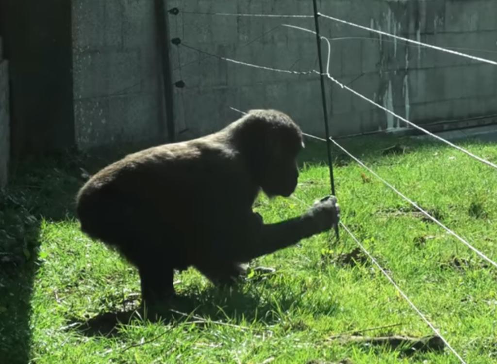 Gorila sorprende al esquivar una valla electrificada