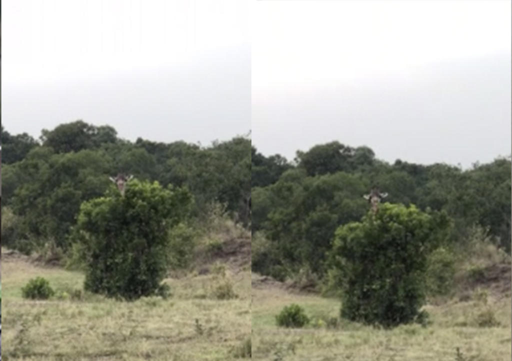 VIRAL: Cómica jirafa rasca su cuerpo dentro de arbusto