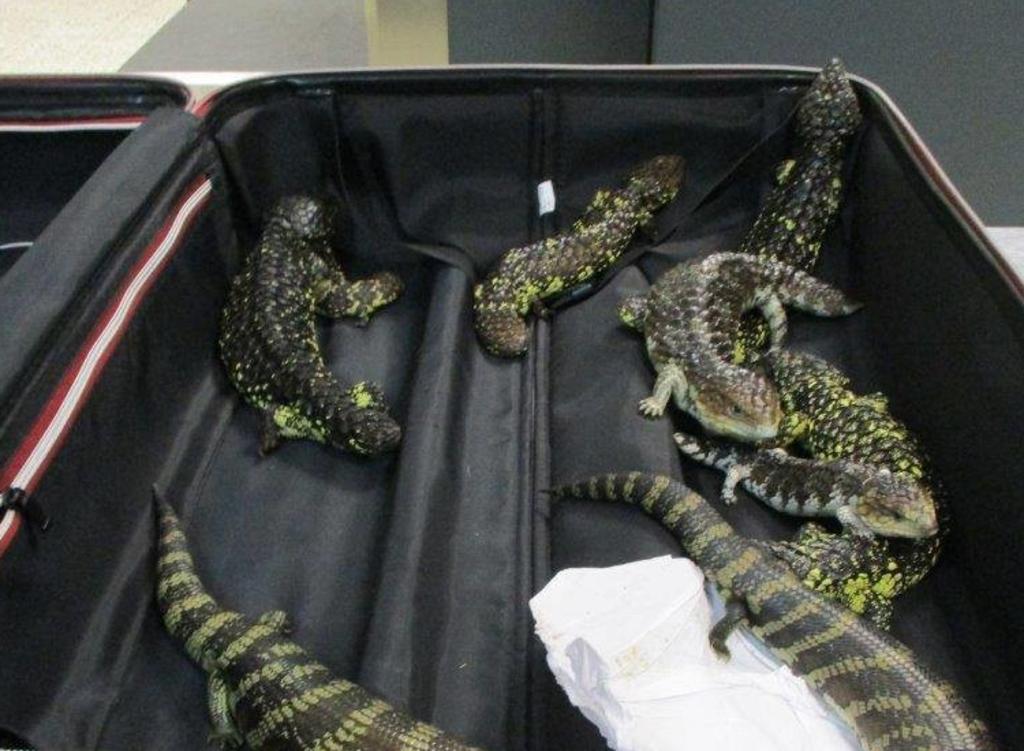 Mujer intenta contrabandear 19 lagartijas en su maleta