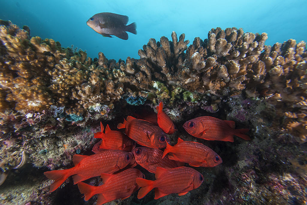 Calentamiento global afecta más  a especies marinas: estudio