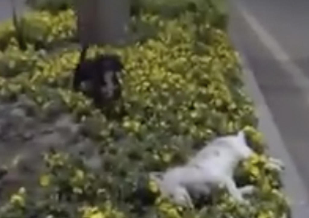 Perro se niega a dejar el cadáver de su amigo atropellado