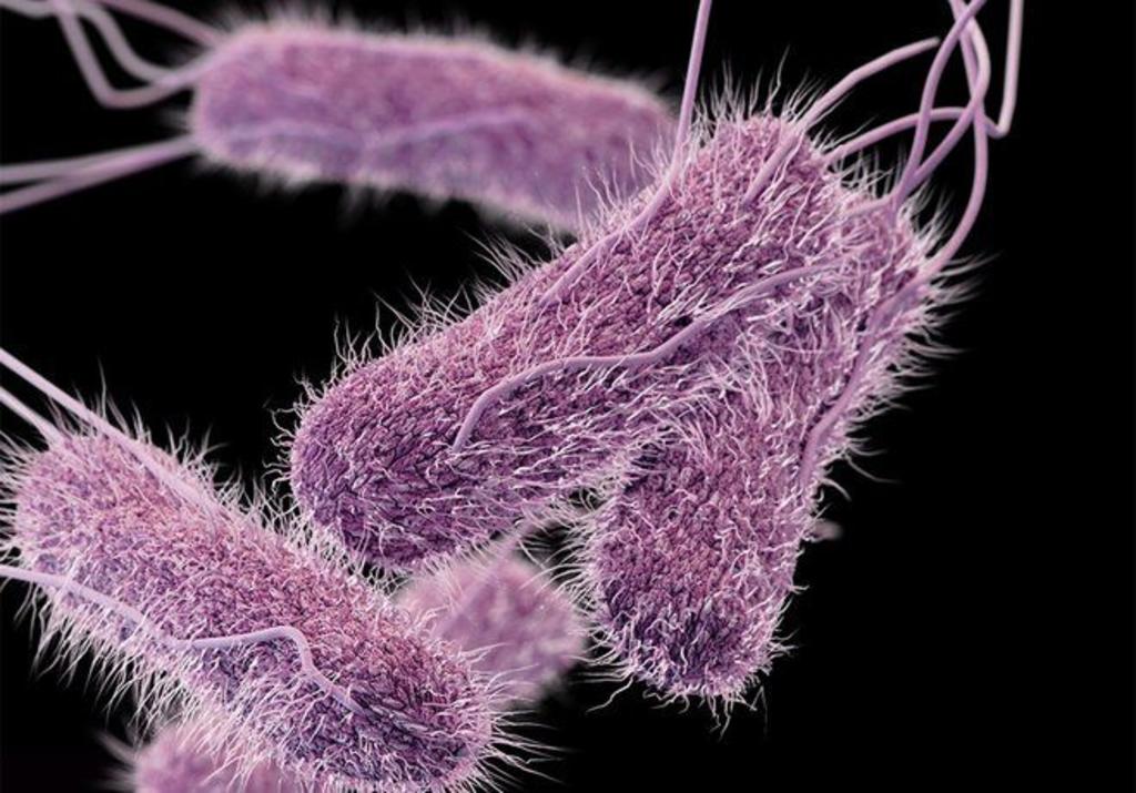 Identifican bacteria que protege contra salmonella