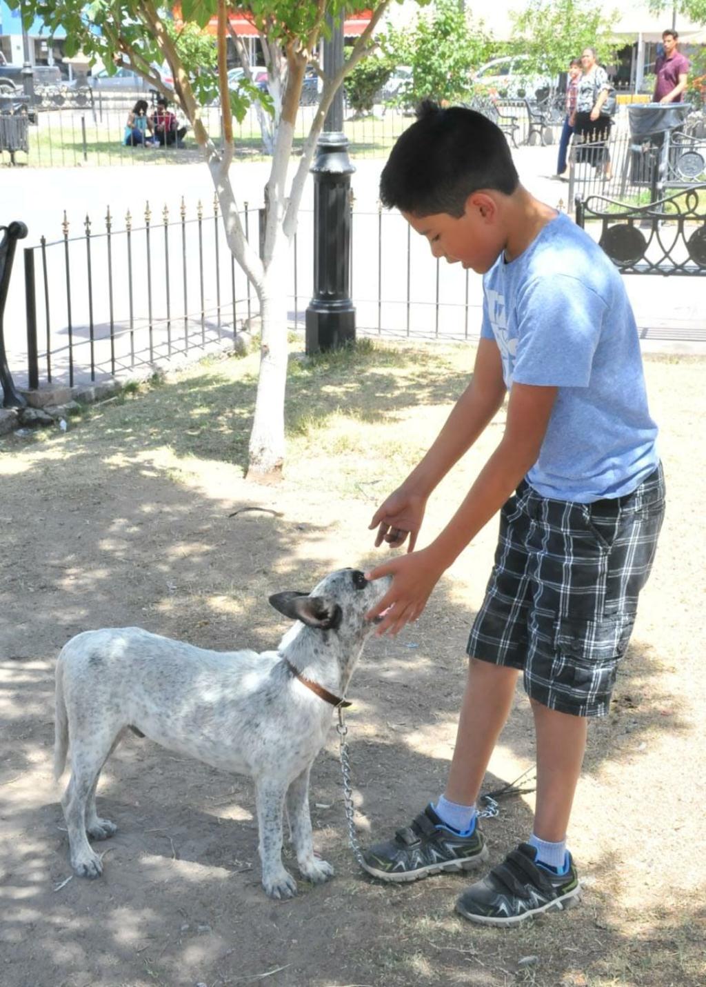 Regresa alcalde de Monclova perro a un niño