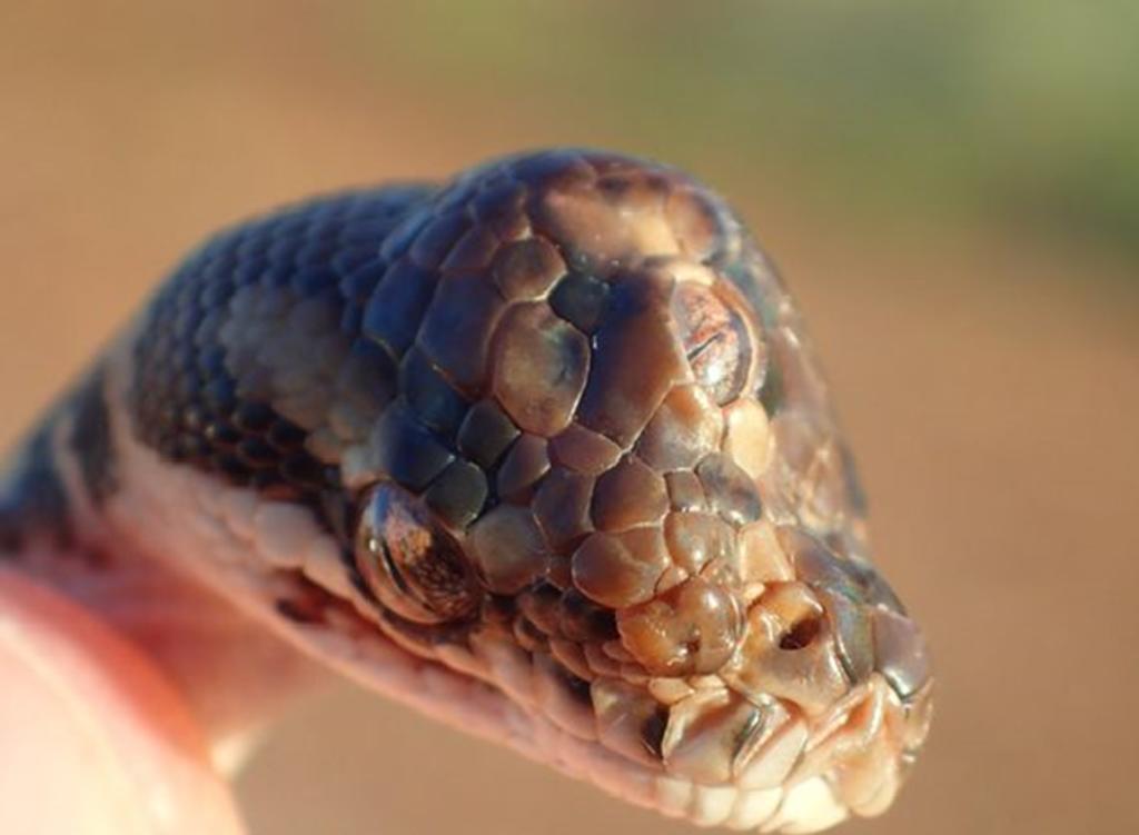 Encuentran en Australia una serpiente con tres ojos