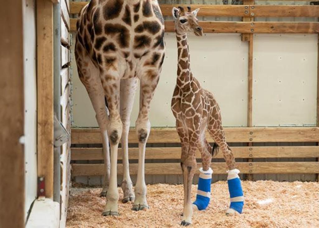 Le hacen zapatos especiales a jirafa para que pueda caminar