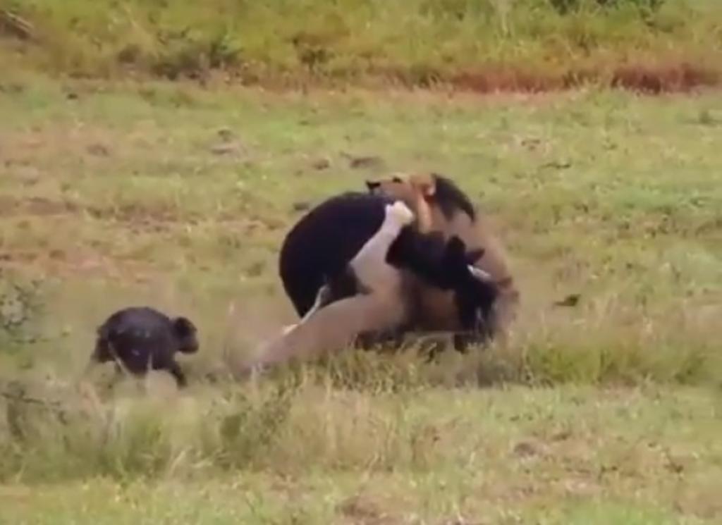 VIRAL: Madre búfalo se sacrifica para proteger a su cría de unos leones