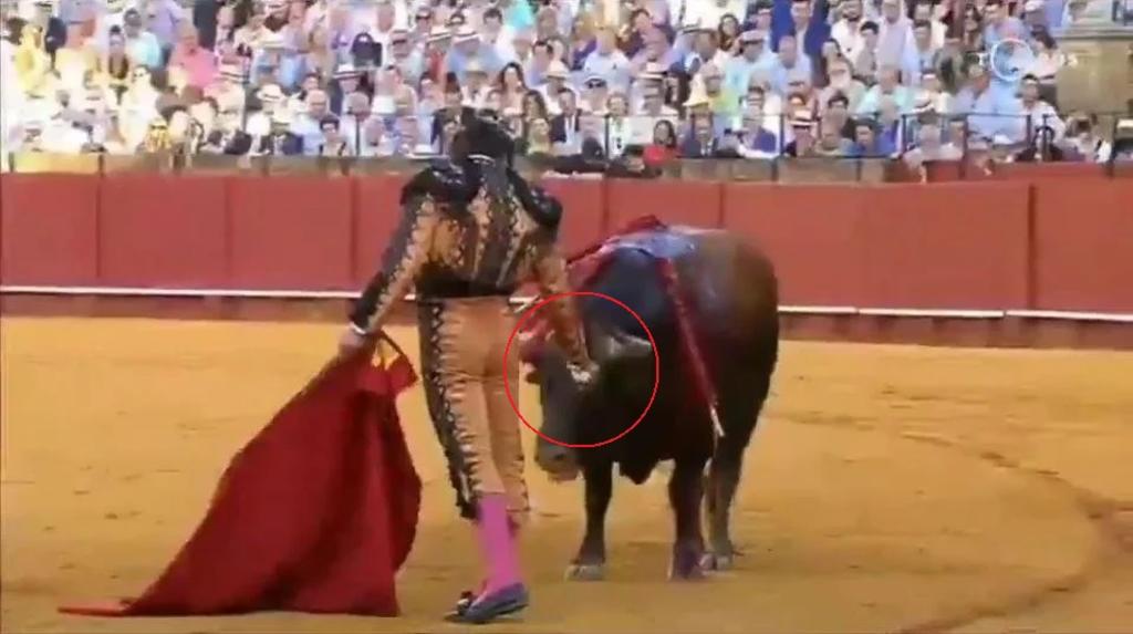 Torero español limpia lagrimas a toro antes de matarlo