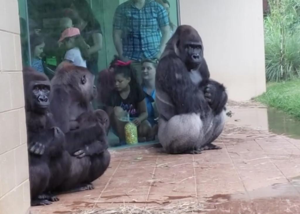 Gorilas huyen de la lluvia en zoológico de Estados Unidos