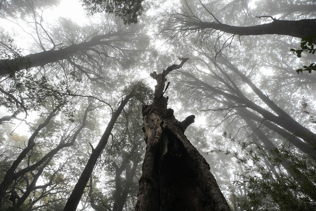 Por calentamiento global, árboles vivirán menos: estudio