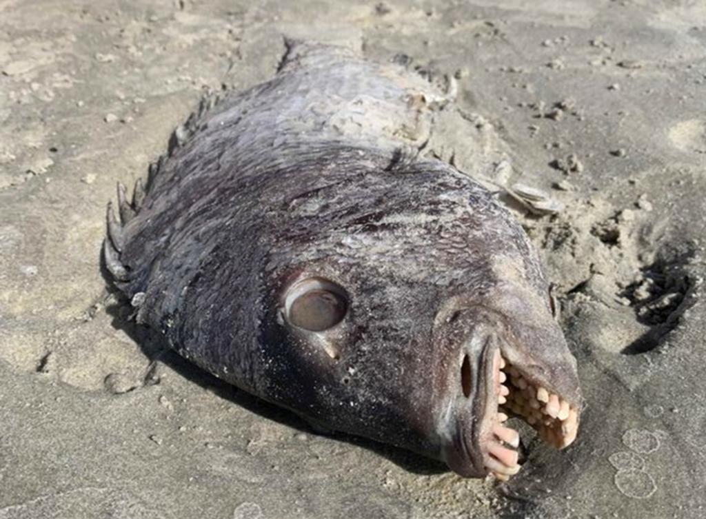 Madre encuentra en la playa un pez con dientes humanos