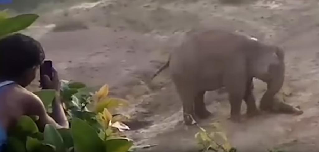 Elefante mata a hombre que tomaba fotos de su cría muerta