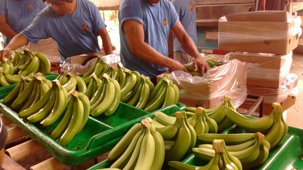 Hongo amenza cultivos de plátano en el mundo; estudiarán formas de combatirlo
