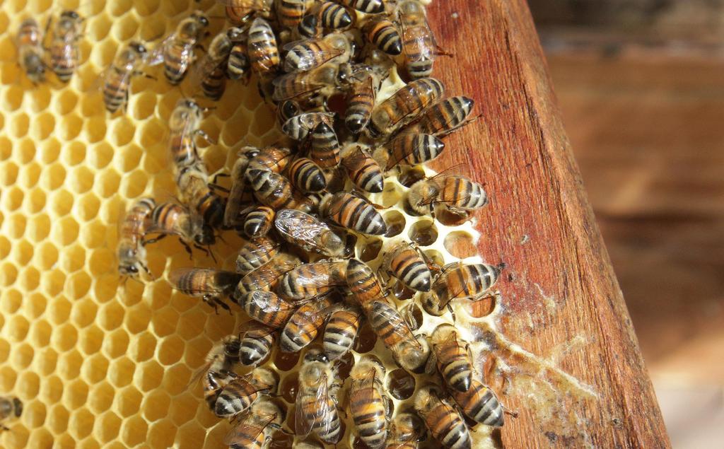 Destacan la importancia de las abejas en el planeta