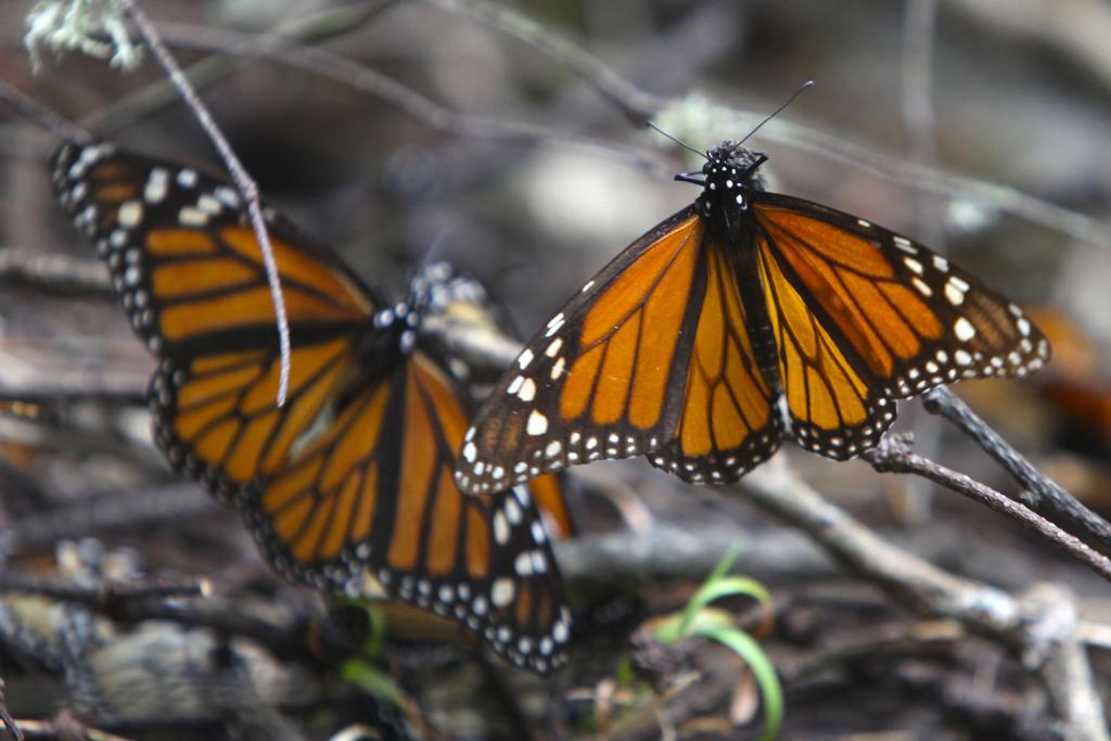 Herbicida amenaza a la mariposa monarca