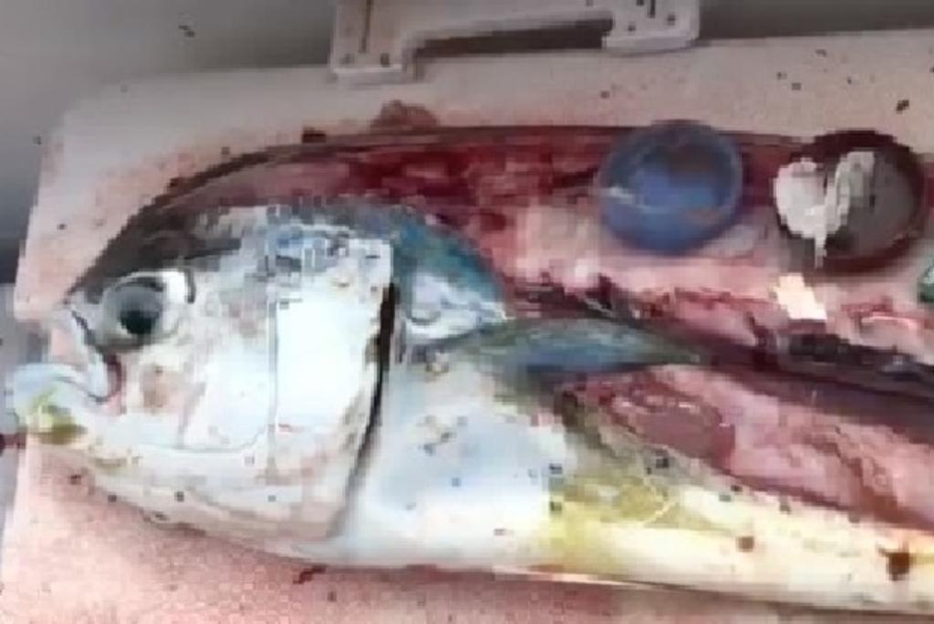 Chef descubre desechos de plástico en el interior de un pescado