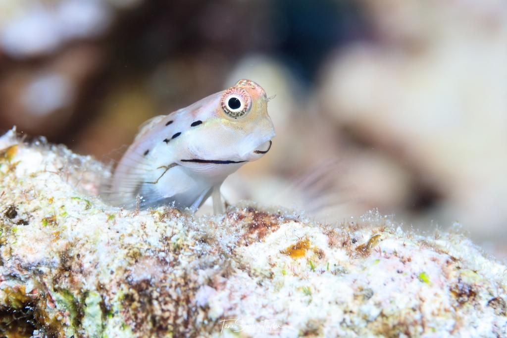 Pequeños peces de arrecifes, cruciales para la vida del coral