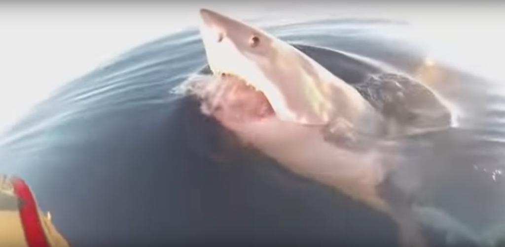 Padre e hijo son atacados por tiburón mientras pescaban