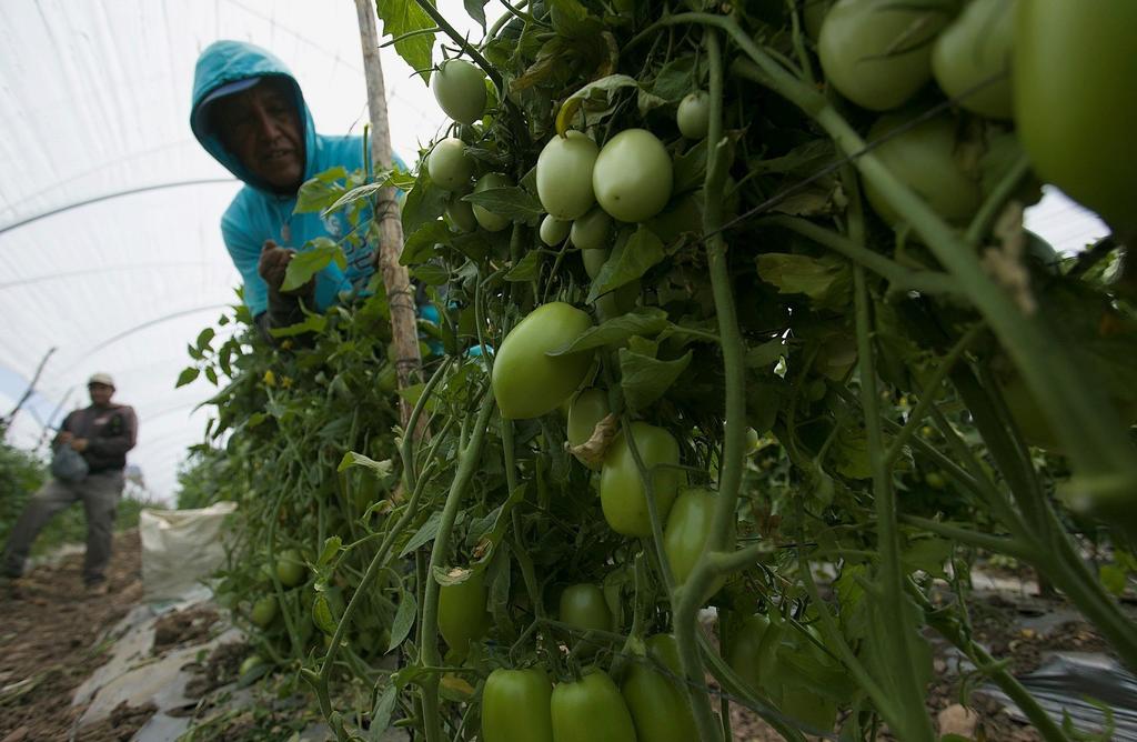 Gobierno apoyará a productores de tomate en negociaciones