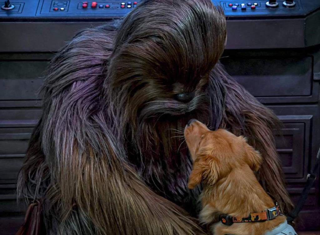 El bello encuentro entre Chewbacca y un perro de servicio