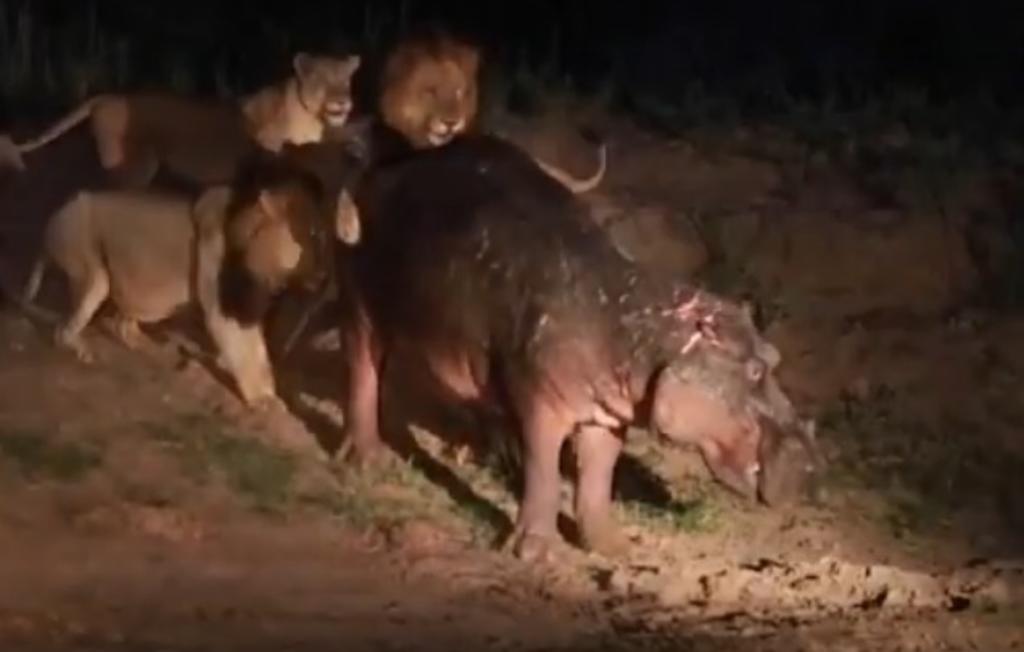 Cinco leones atacan a la vez a un hipopótamo y no le hacen nada