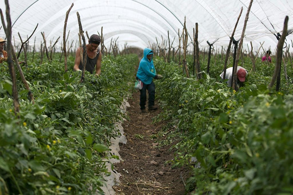 Piden proteger a productores de tomate ante aranceles