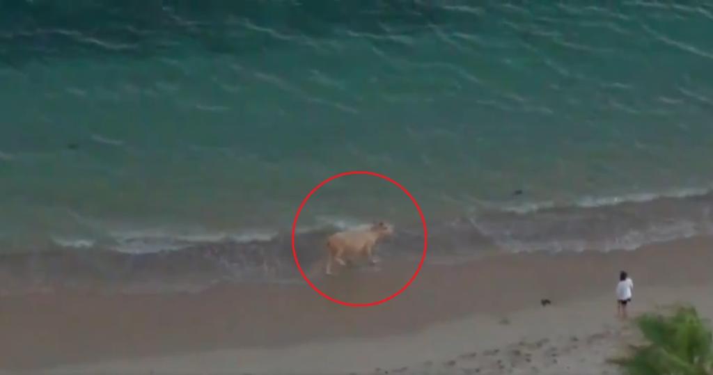 VIRAL: Captan a vaca paseando por playa en Sonora