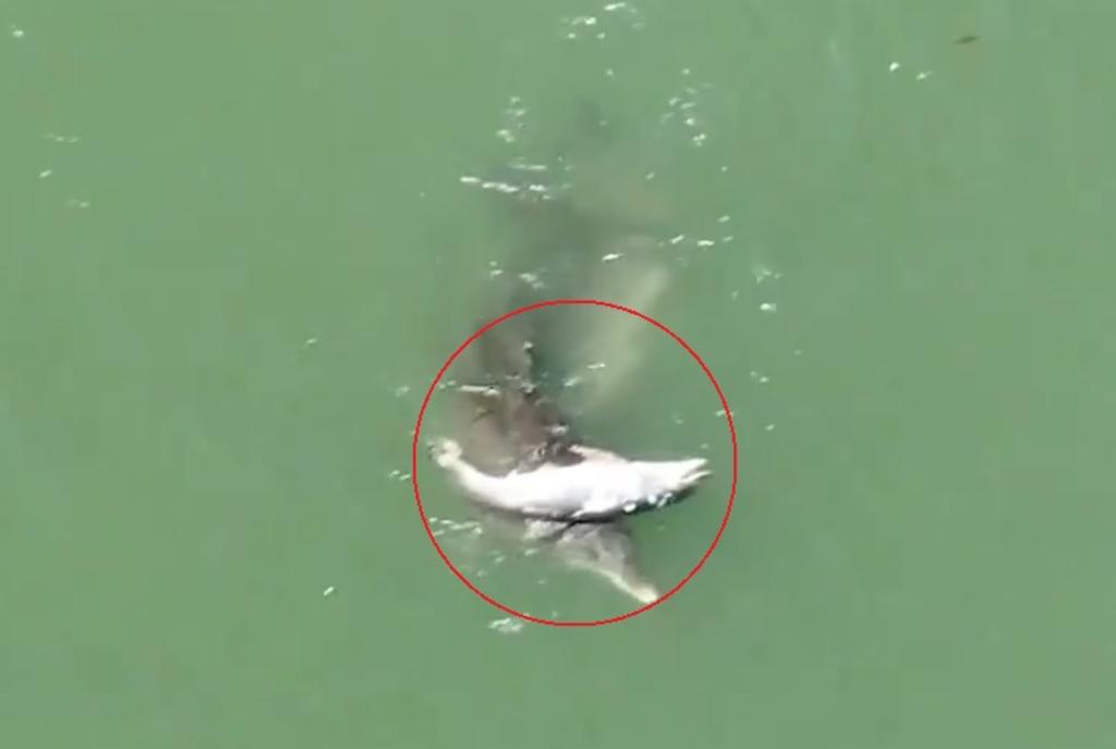 Mamá delfín se niega a dejar a su cría muerta