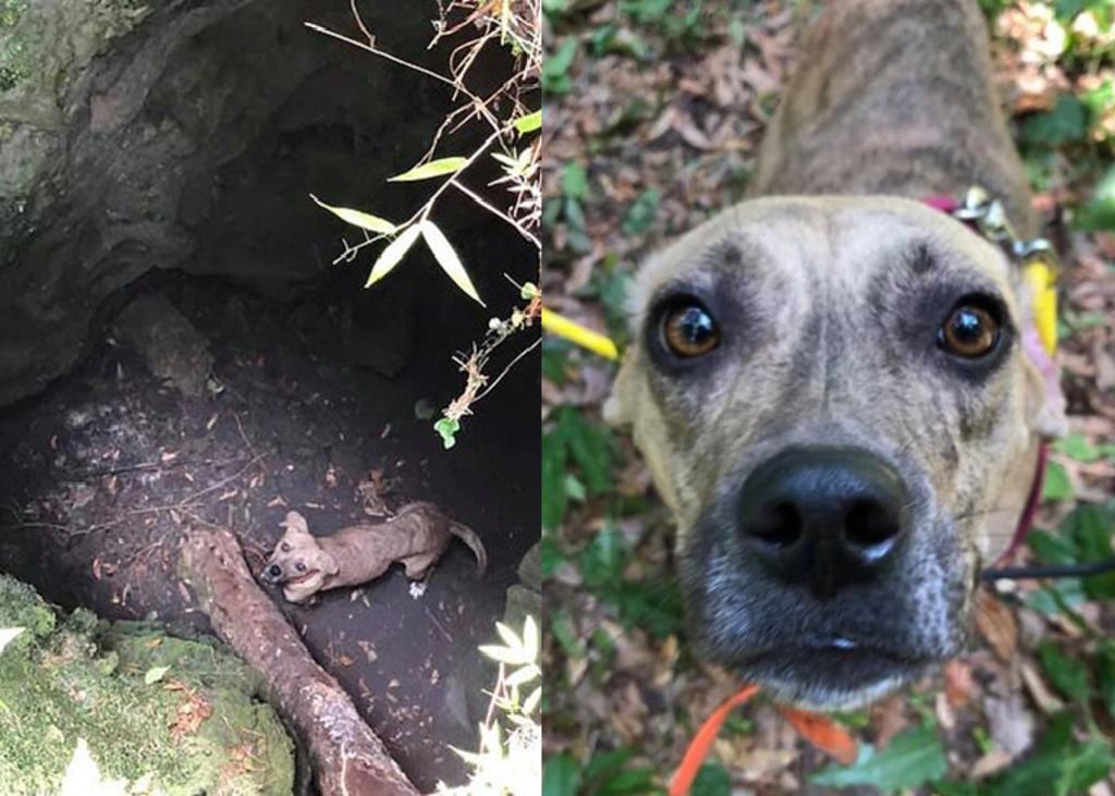 Rescatan a un perro que estuvo tres semanas en una cueva