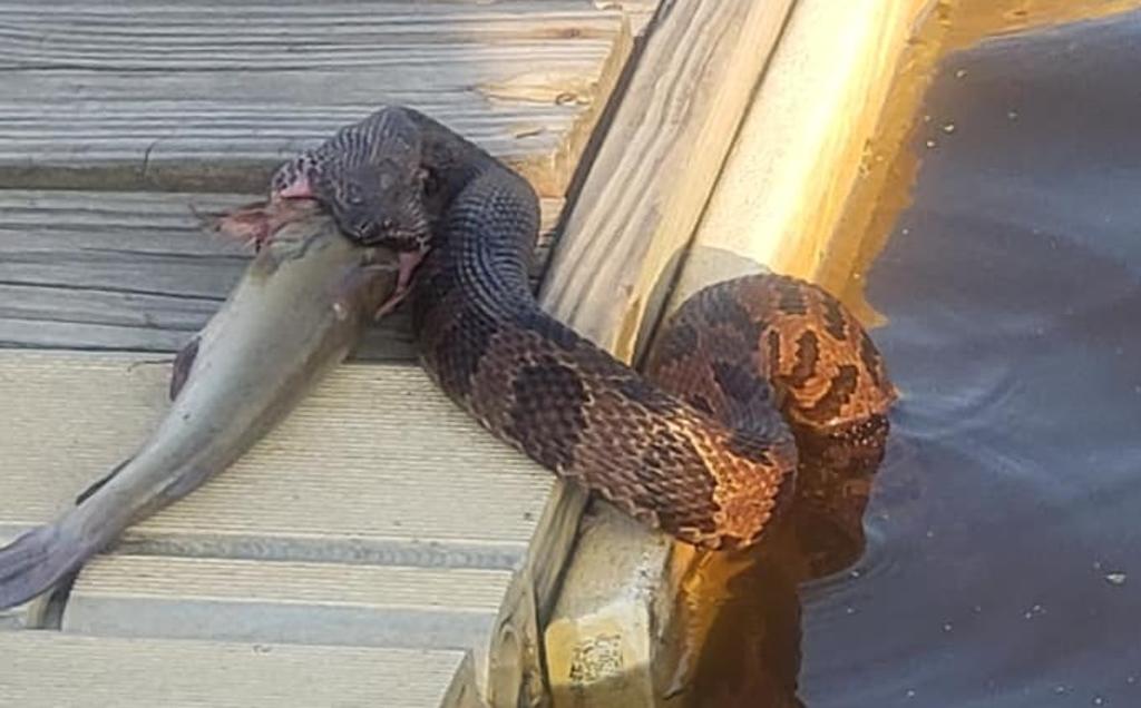 VIRAL: Serpiente intenta devorar a un pez bagre