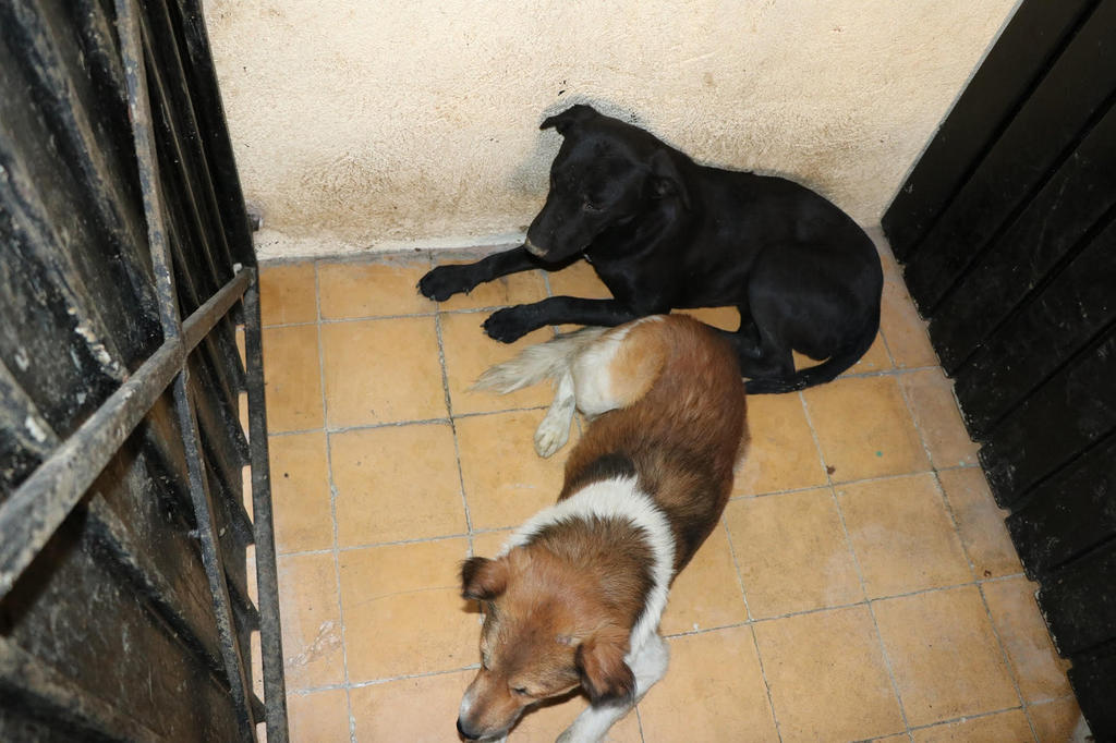Denuncian 'envenenamientos masivos' de perros en Zacatecas