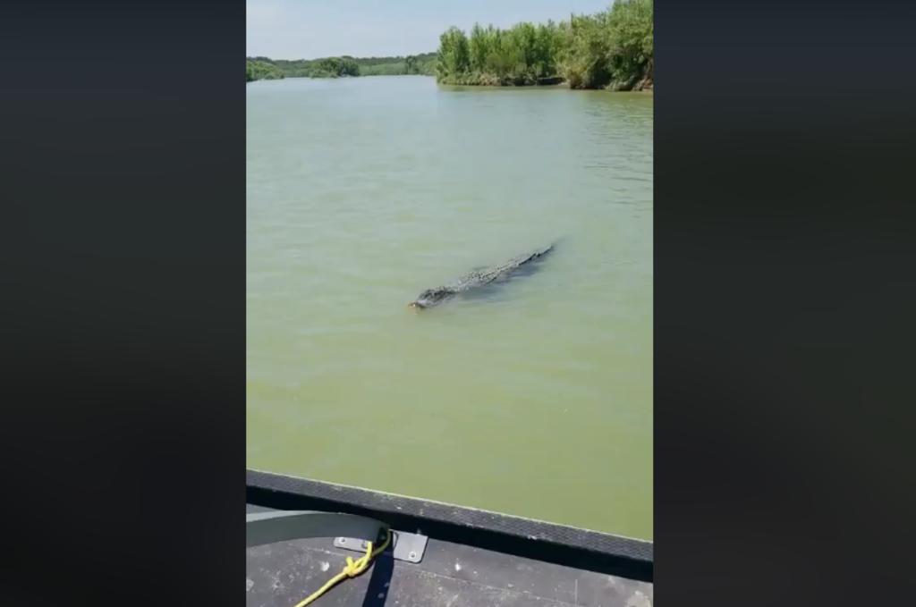 Captan otra vez en video a cocodrilo en el río Bravo
