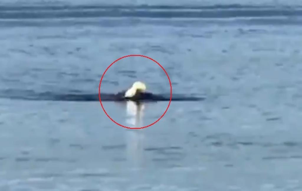 Captan en video a un águila nadando en un lago
