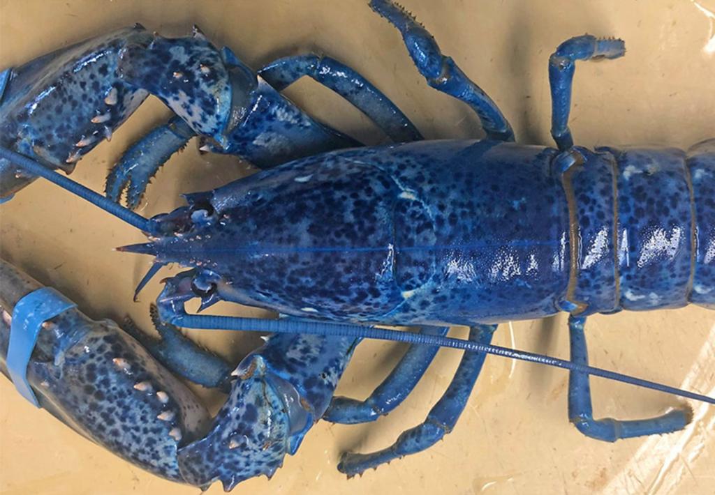 Restaurante pone en exhibición una rara langosta azul