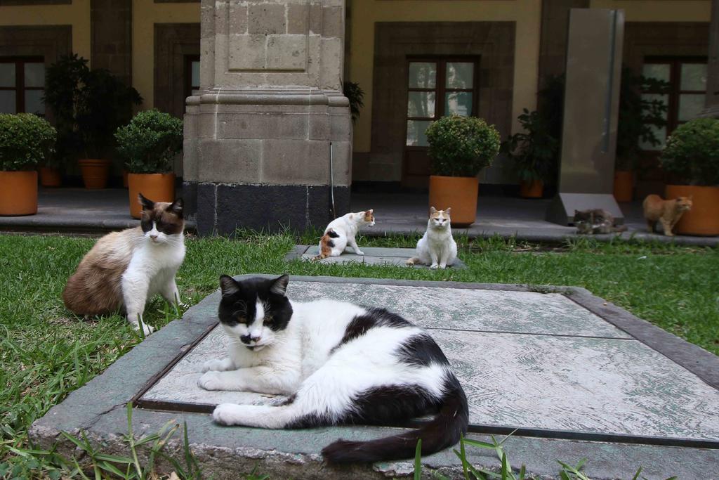 Revisan a gatos que habitan en Palacio Nacional