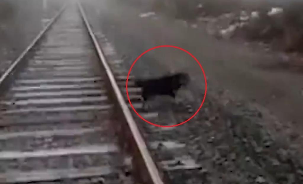 Maquinista salva a perro de ser arrollado en vías de tren