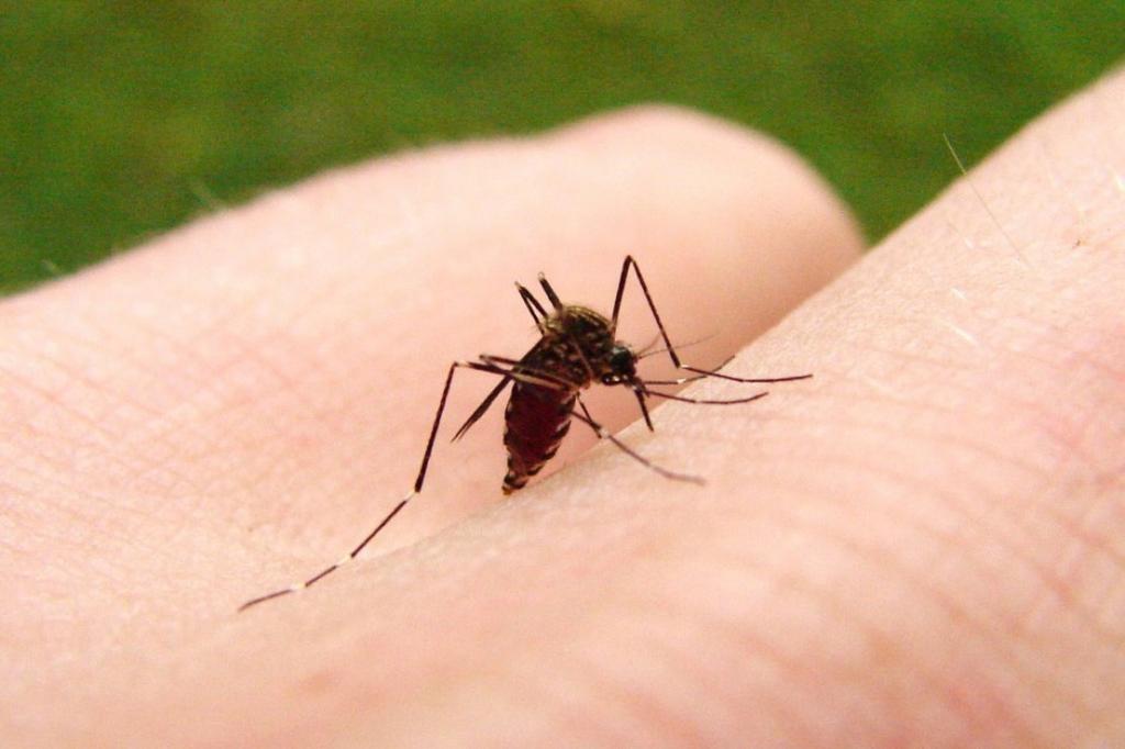 ¿Por qué los mosquitos sólo pican a algunas personas?